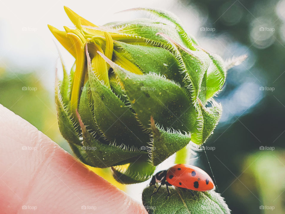 A human finger touching the leaf of a yellow common sunflower that has not bloomed, with a red ladybug