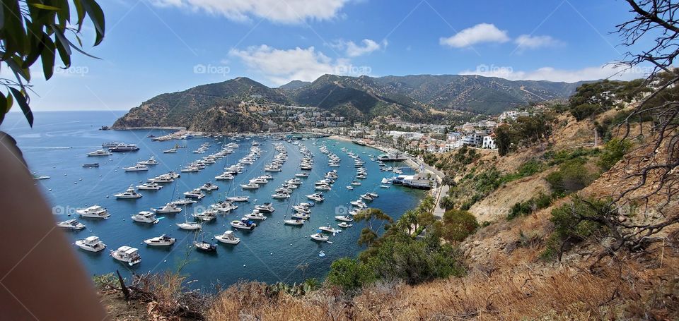 Sailboats in Avalon Harbor