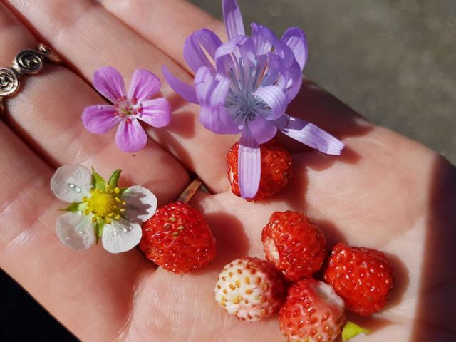 Cuties in the hand