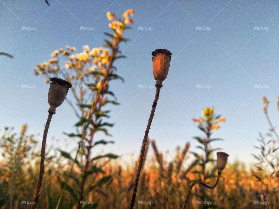 Warm evening for poppies