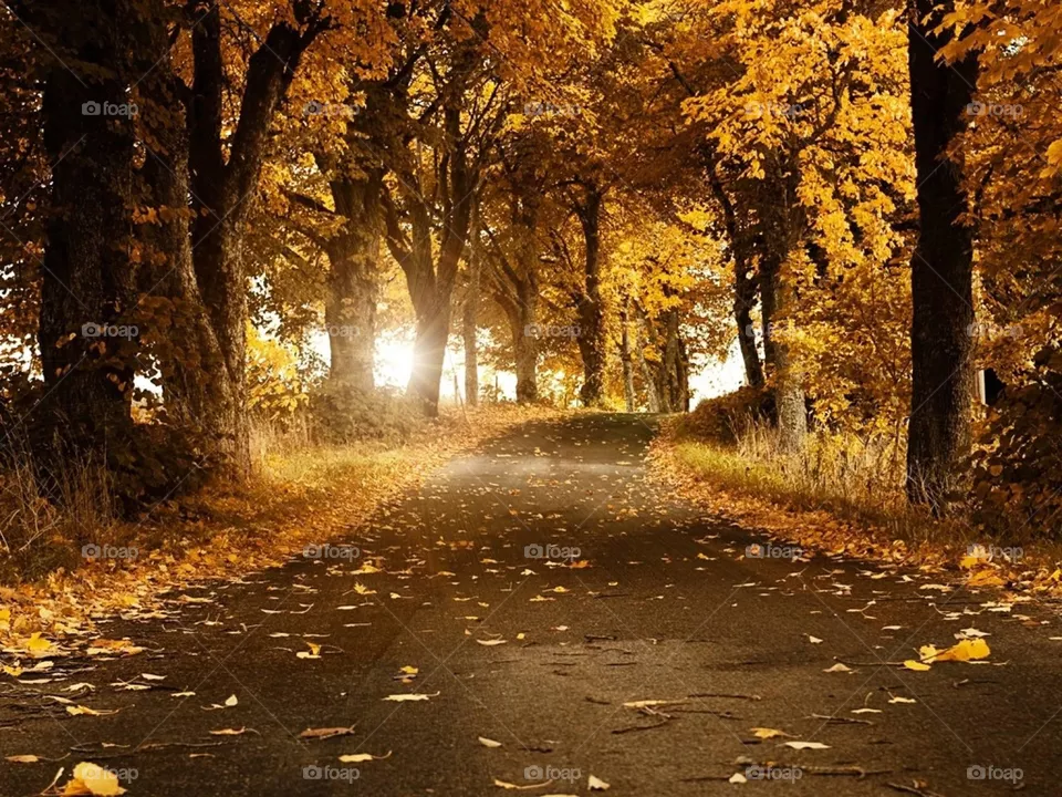 Autumn season 