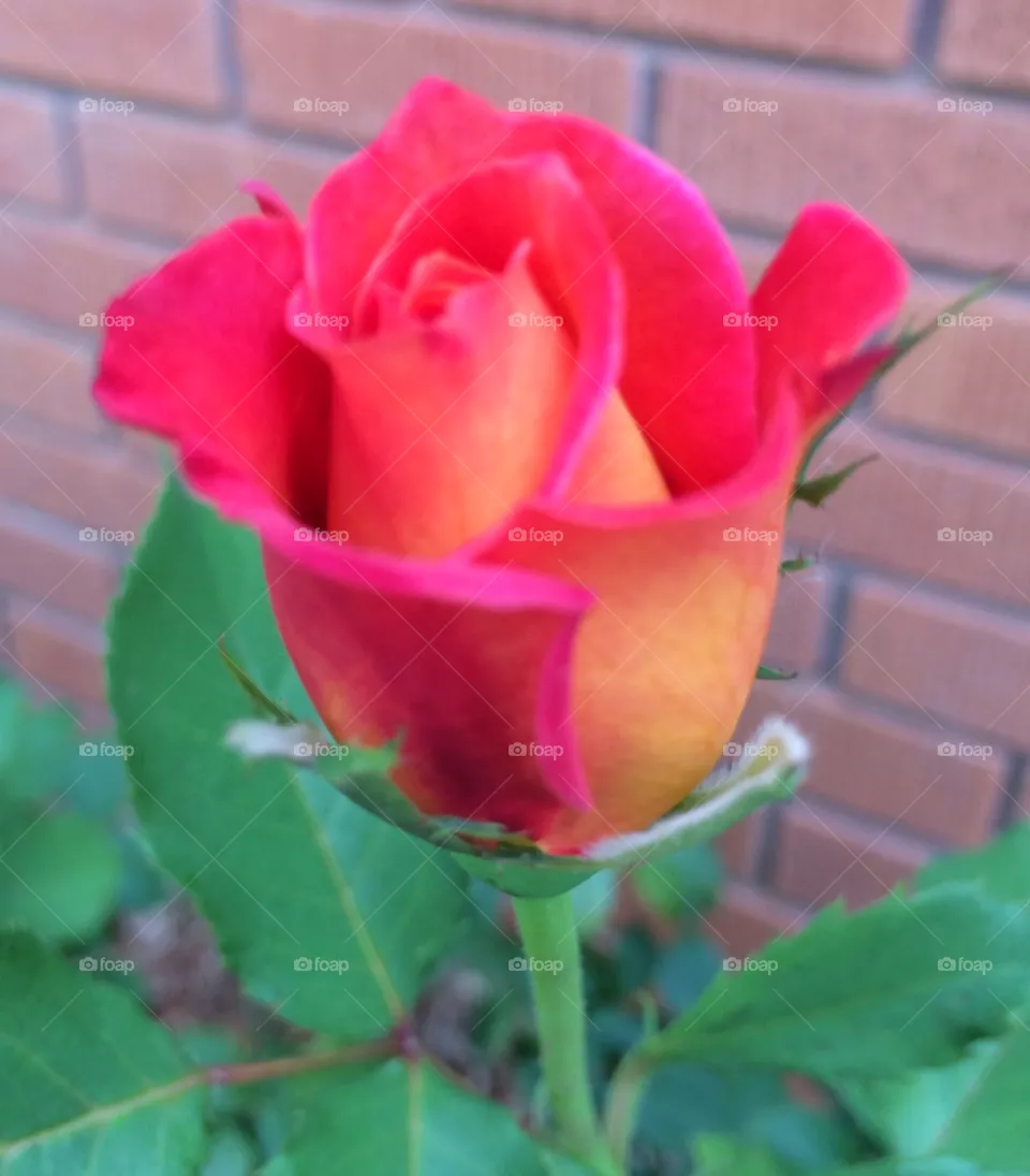 Home Grown Rose