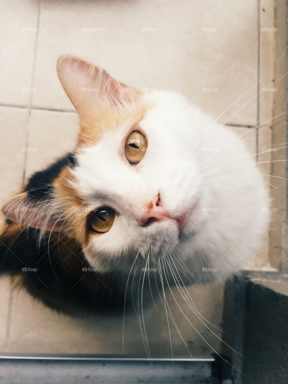 High angle view of cat sitting on floor