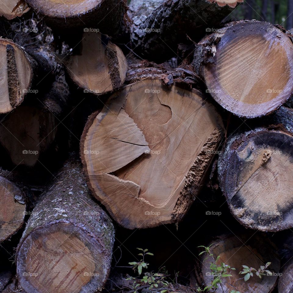 Stack of cut Wood