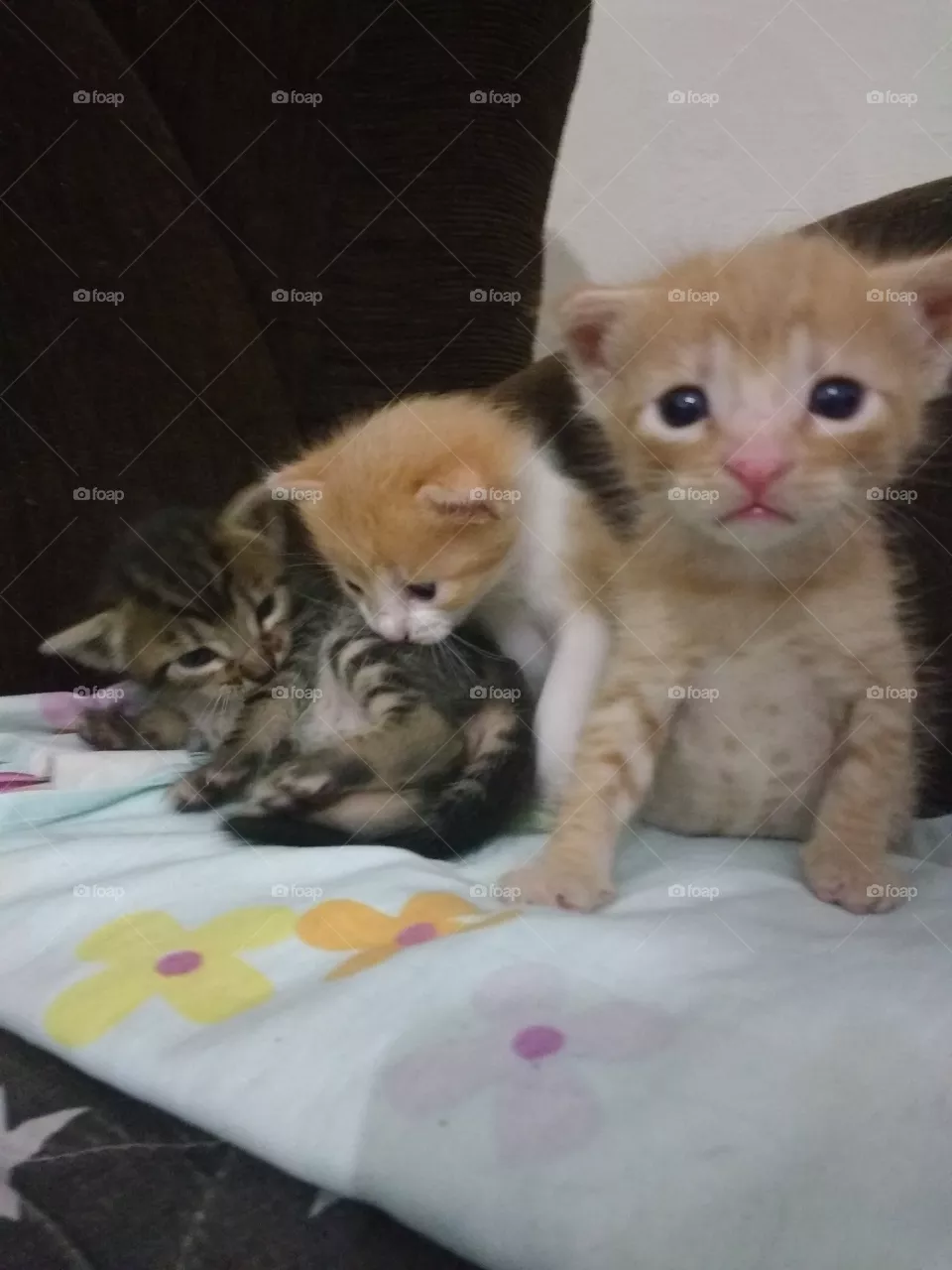 cats