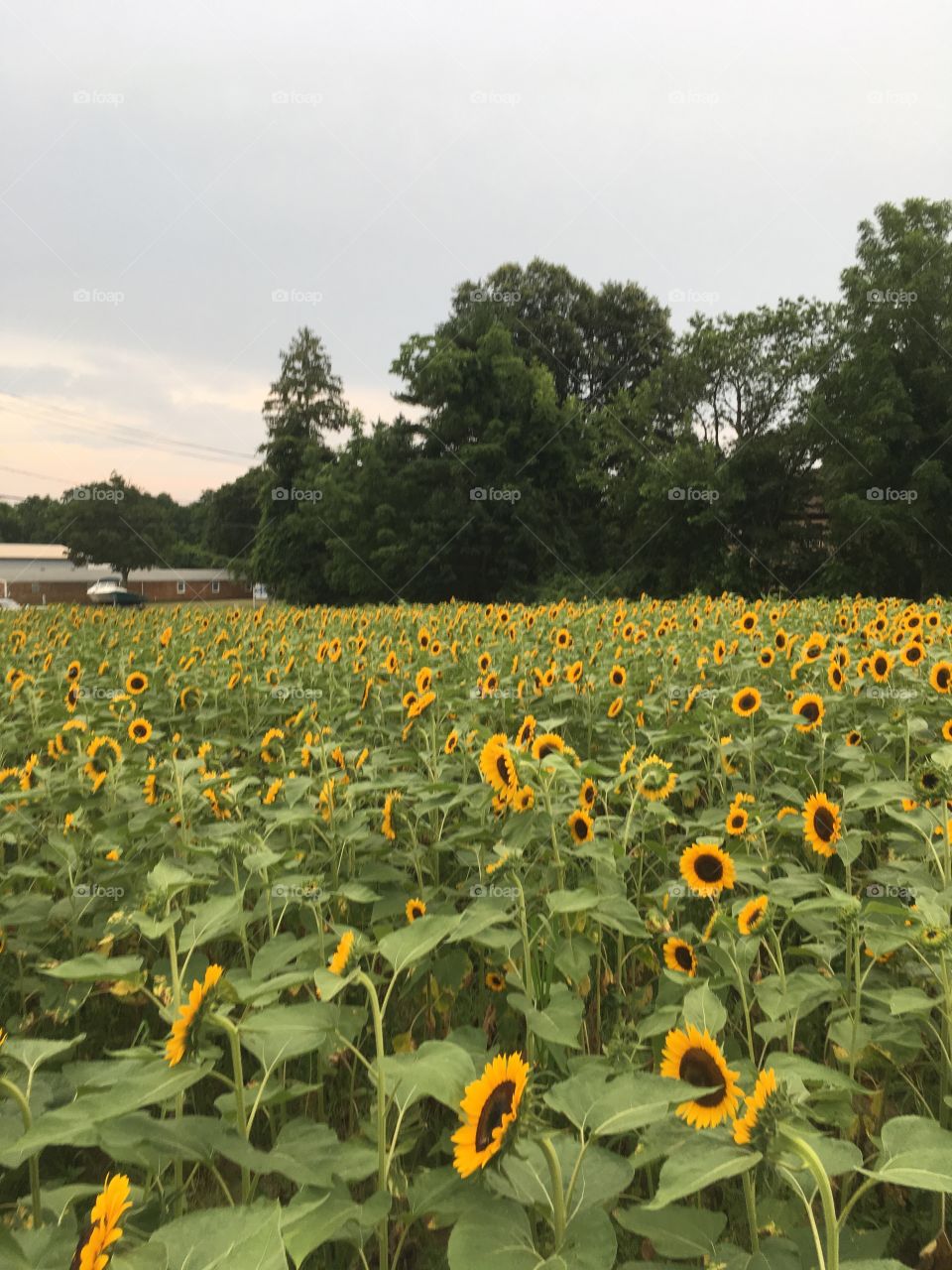 A field of beautiful sunflowers.