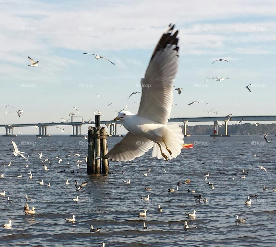 Coastal scene