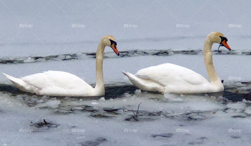 Pretty swans navigating a frozen river ❄️