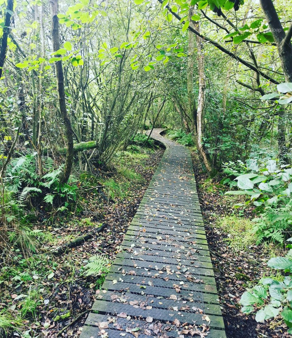 Wooden path through swamp land