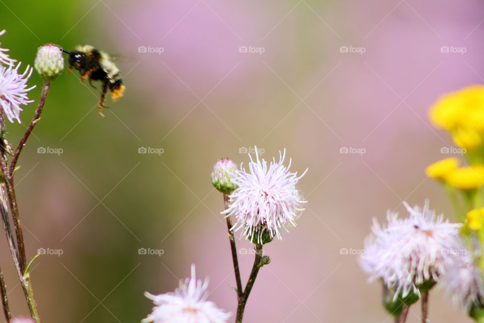 Pink flower