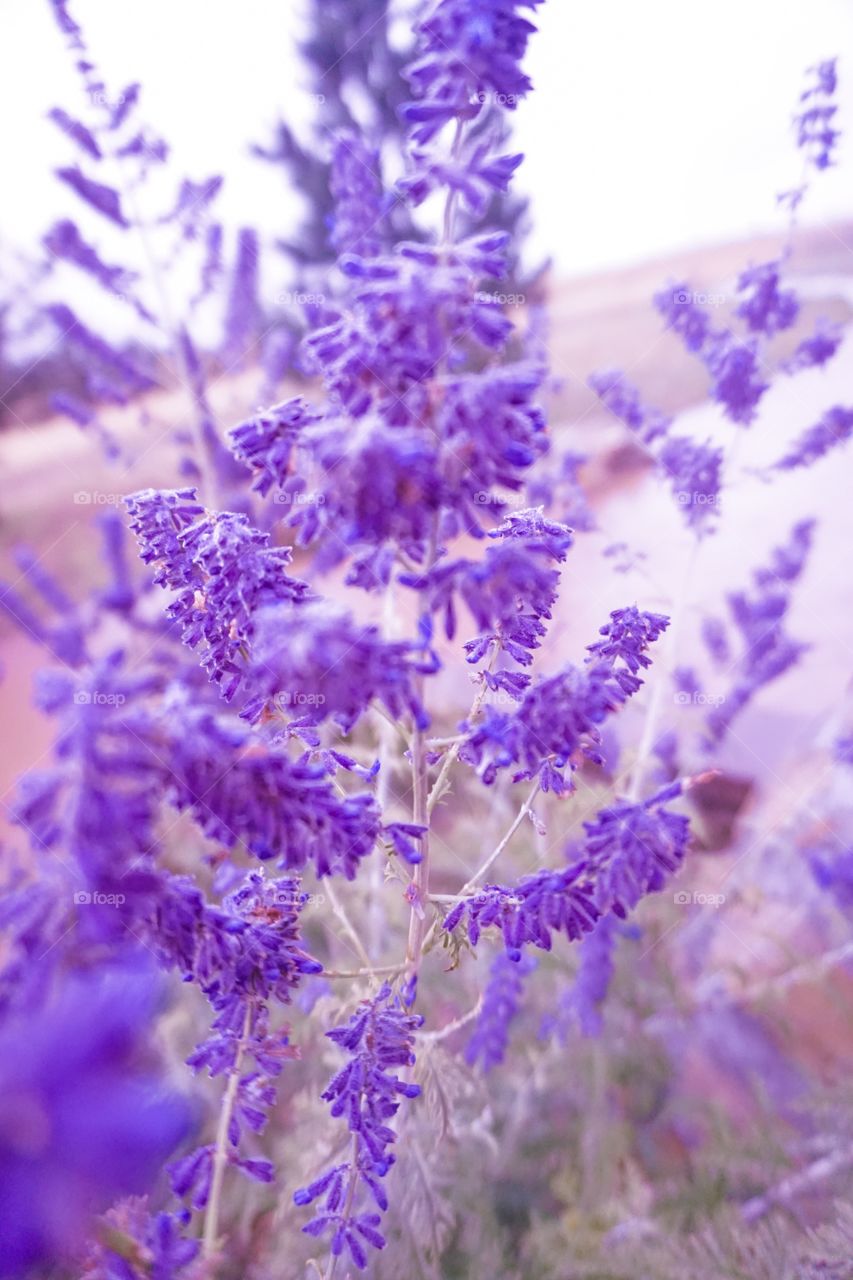 Purple Wild Lavender Bloom