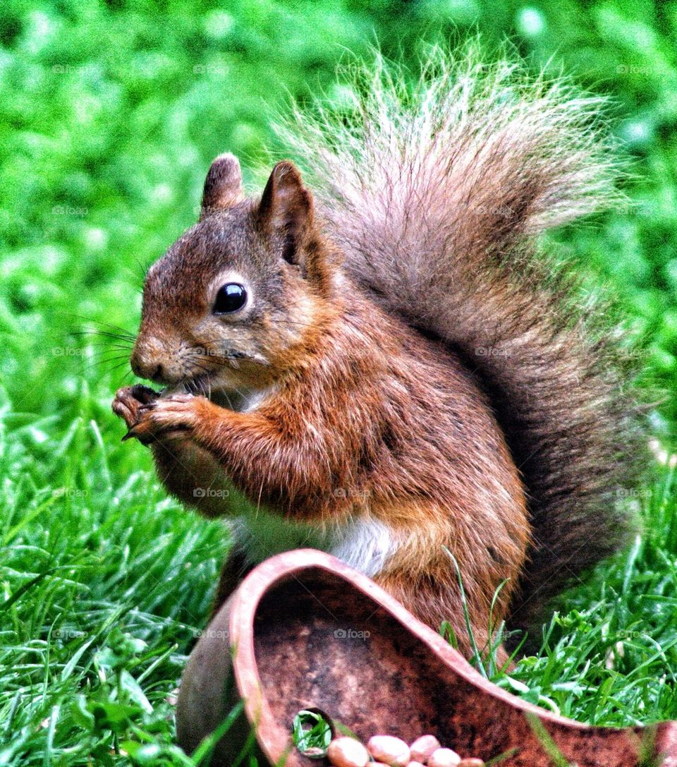 Red Squirrel