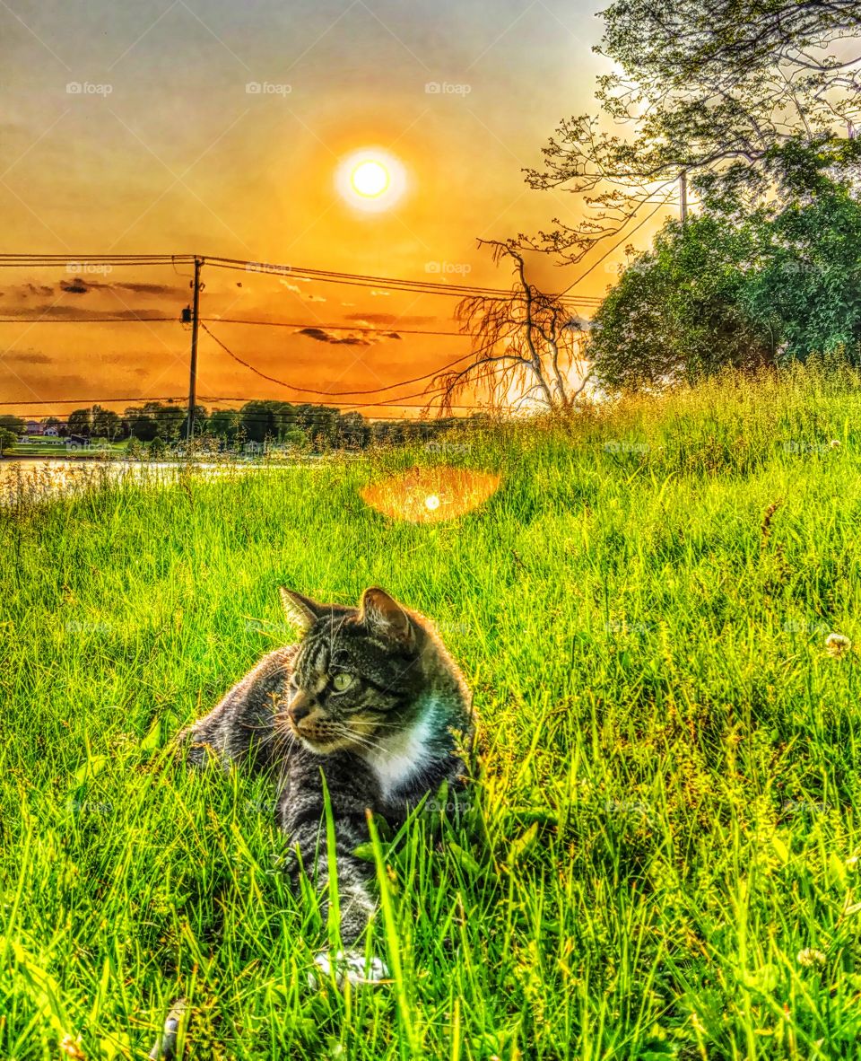 Kitty cat chilling by the lake in Cicero Indiana. 