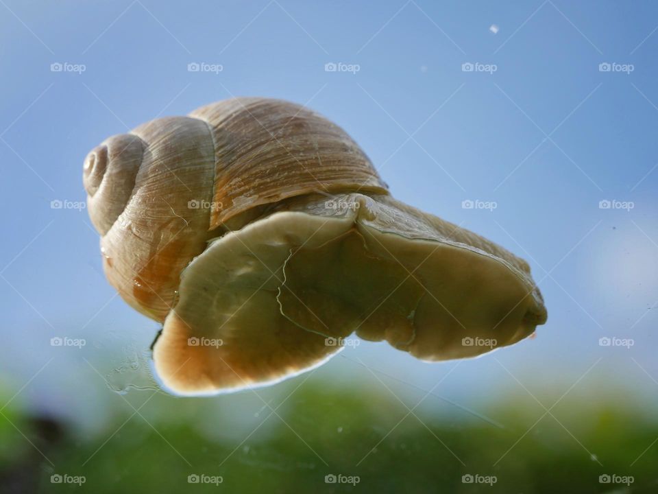 Land snail on glass plate