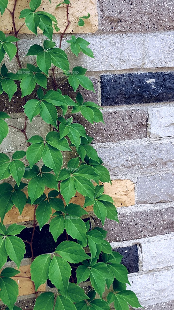 A picture of vines crawling up our brick house.