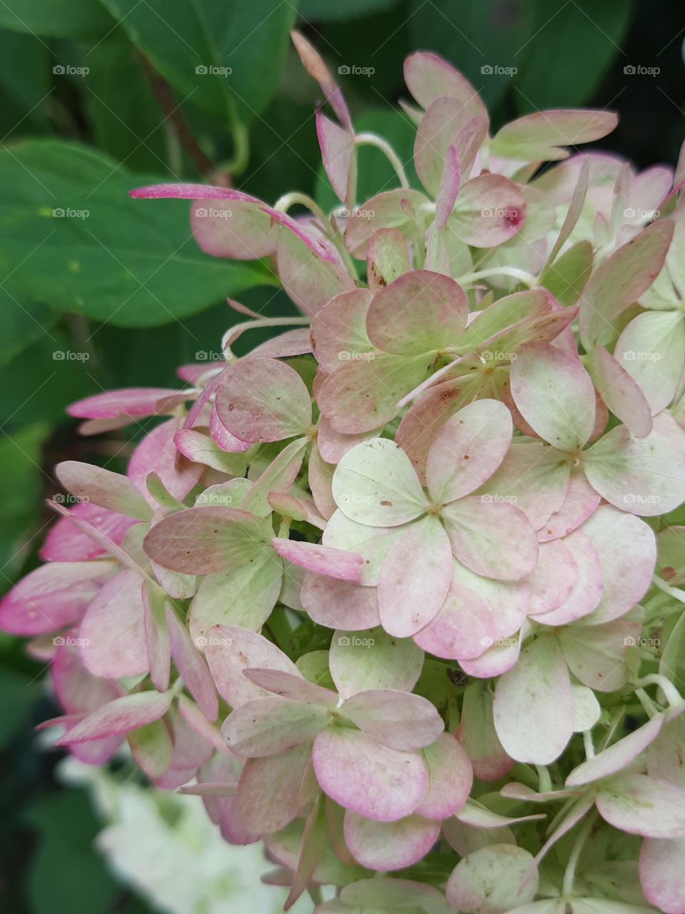 changing colours of hydrangea  - pink