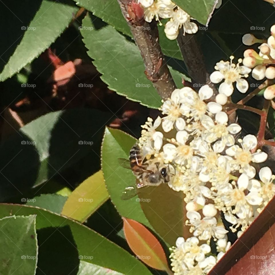 Bee collecting pollen on flower