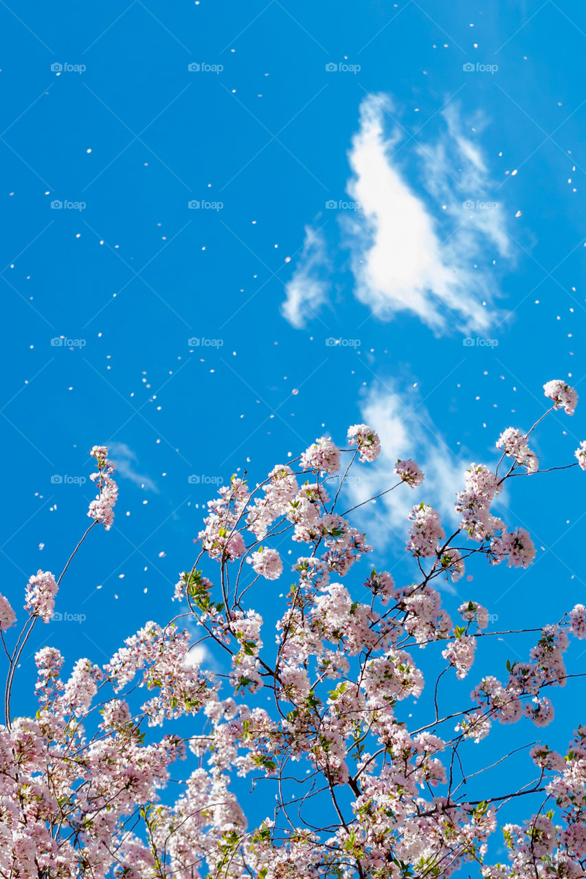 Cherry Blossom Petals Fly Away