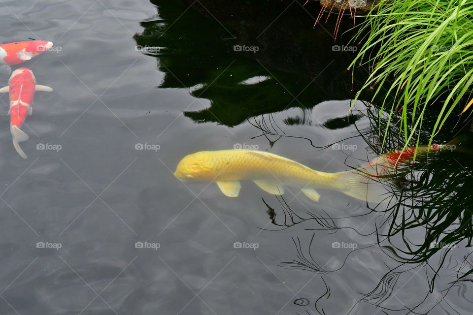Gold koi fish pond