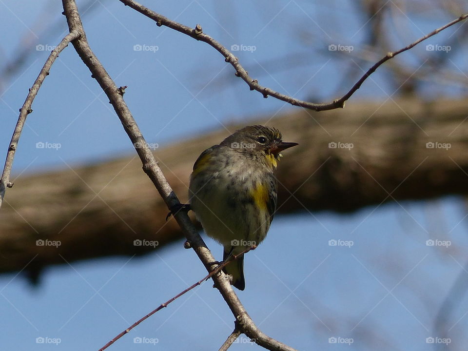 Close-up of bird perching on twig