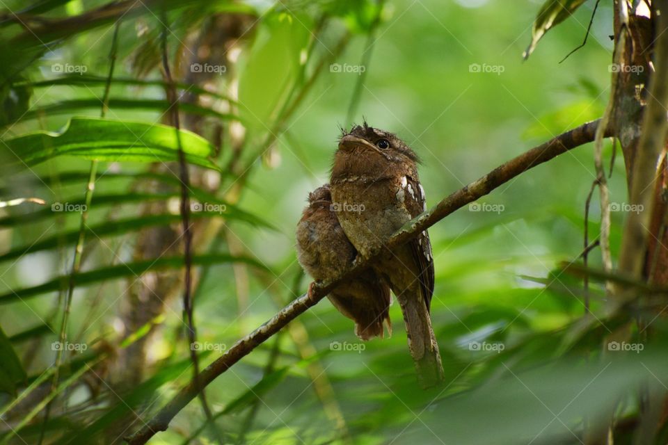 rare bird frogemouth