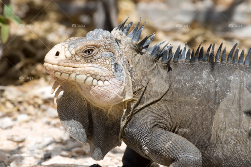 eye skin iguana stare by chrille_b