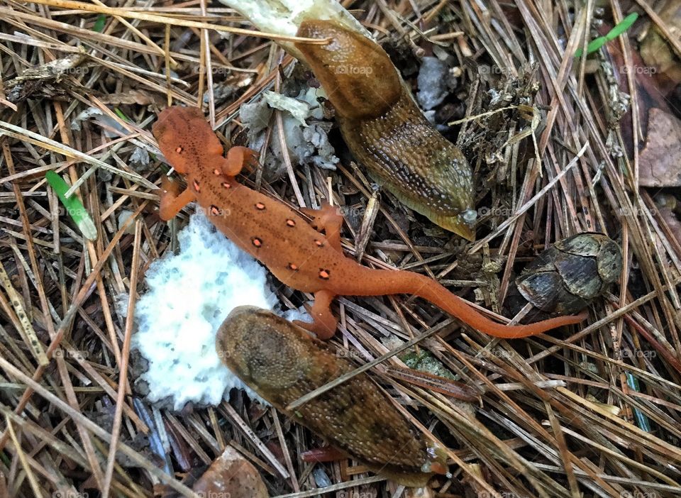 Two slugs and a salamander feasting on fungi in the Adirondacks 