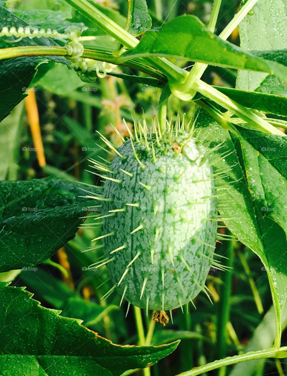 Spiky wild cucumber