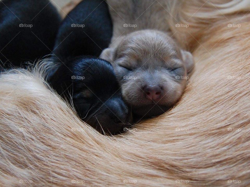 Newborn Dachshund X Chihuahua Puppies