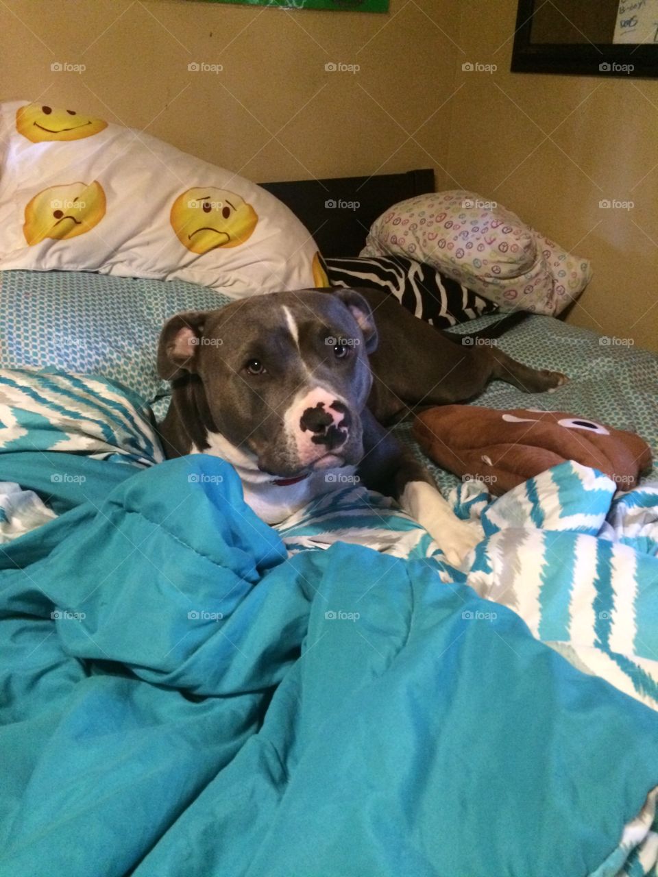 Pit bull sleeping in bed