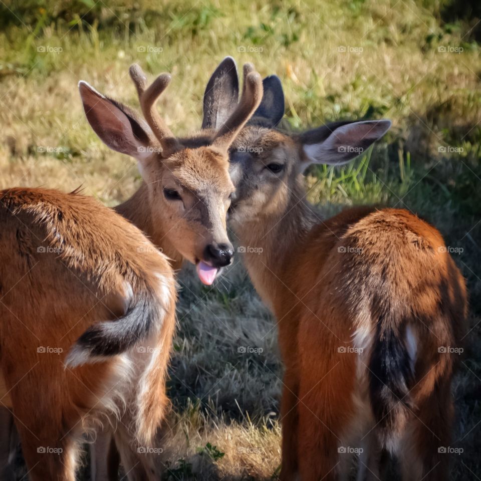 Young buck with attitude