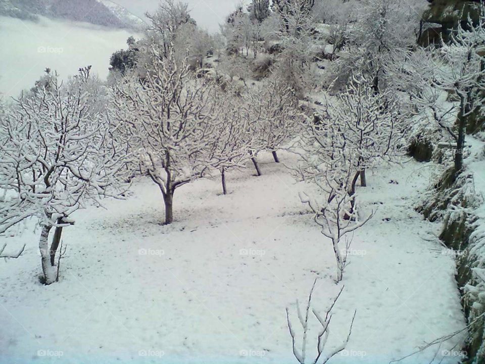 The apple valley "Kullu" covers with snow.... cold cold weather and clean environment, fresh air, and relief in the pizza (air).☺️