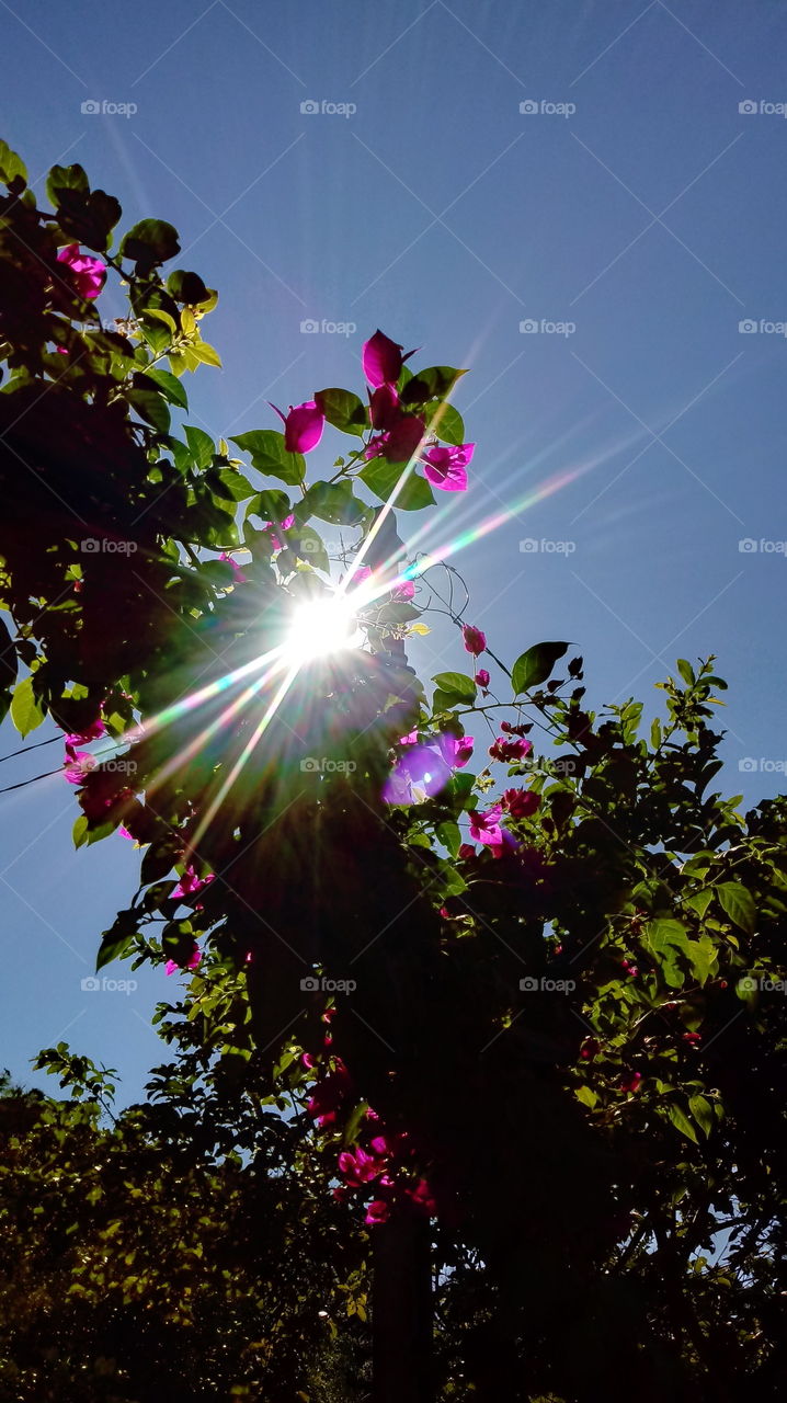 mshvenieri, BOUGAINVILLEA q’vavilebi, plorido, kheebi, landshapt’i, buneba, mziani mbzinavi, mzis skhivebi, garemo, buneba, baghi, supta haeri, dasveneba.