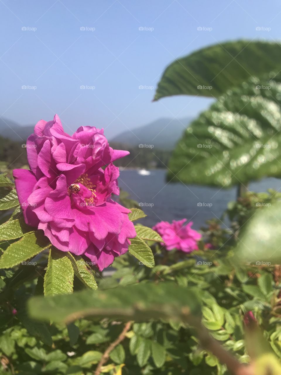 Wild roses on Vancouver Island with ocean in the back ground
