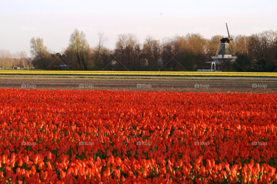 Tulip fields