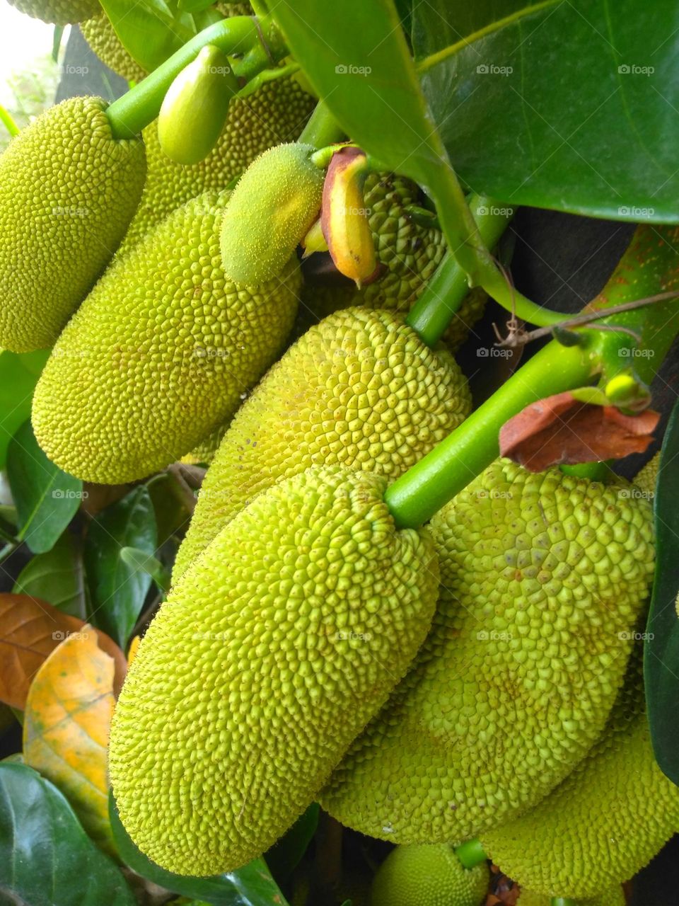 Fresh jackfruits on the garden