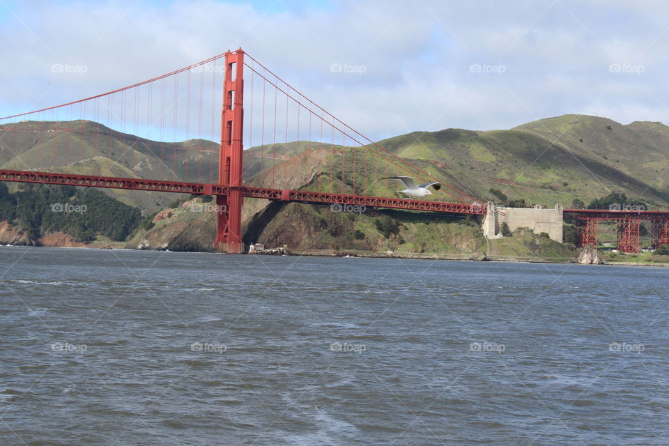 San Francisco Bay bird Bridge