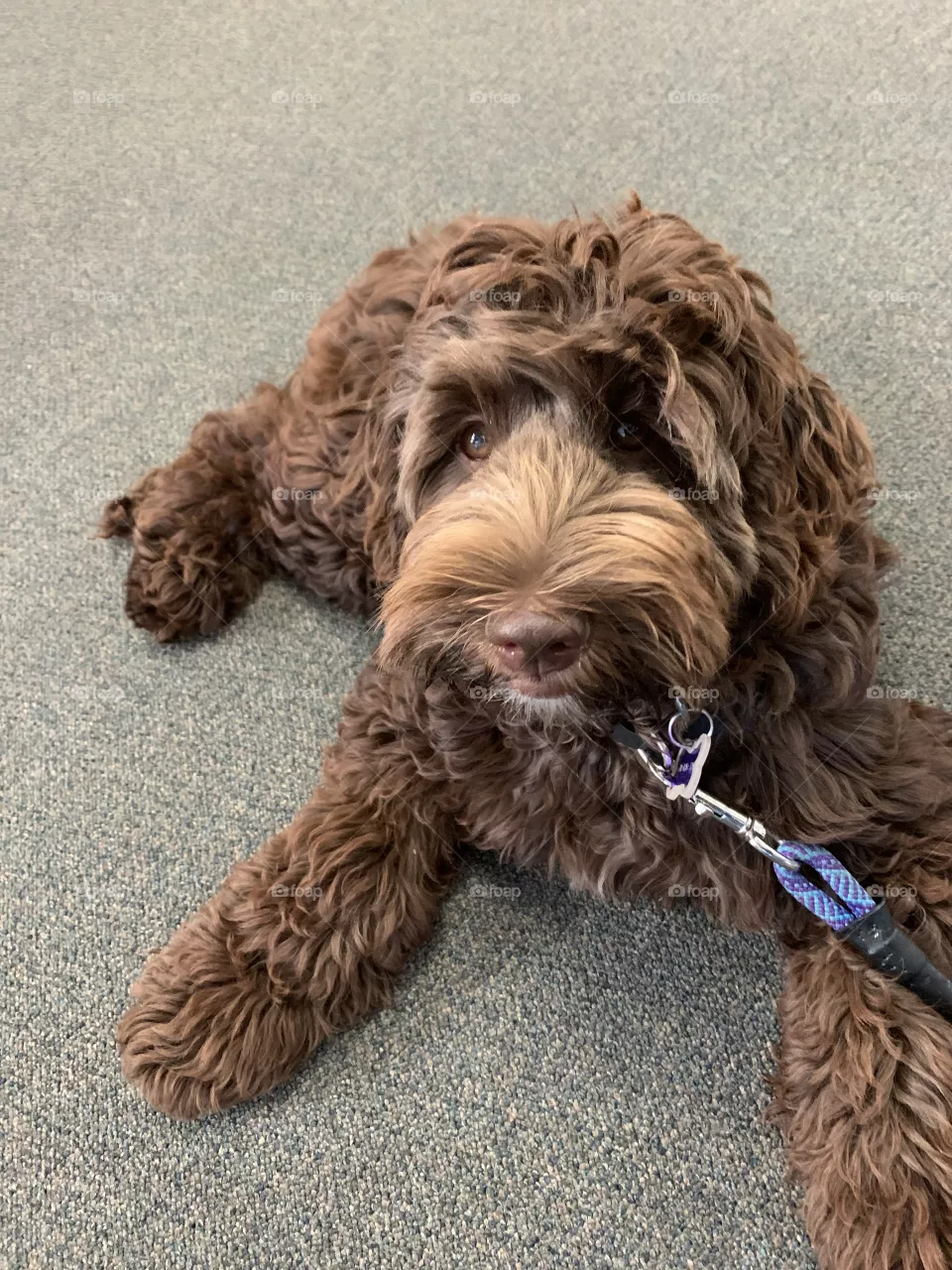 Chilling chocolate double doodle puppy