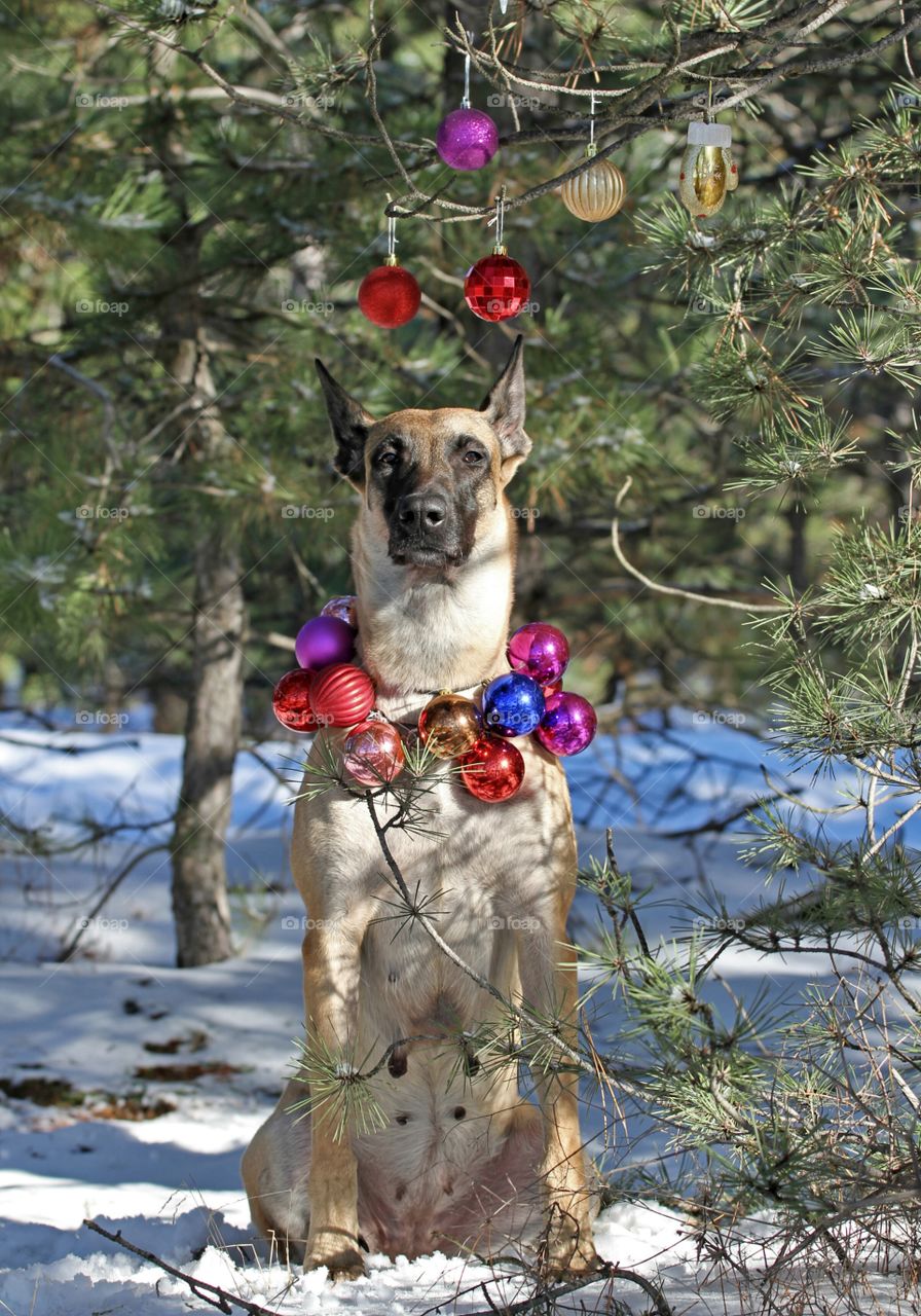 Christmas malinois