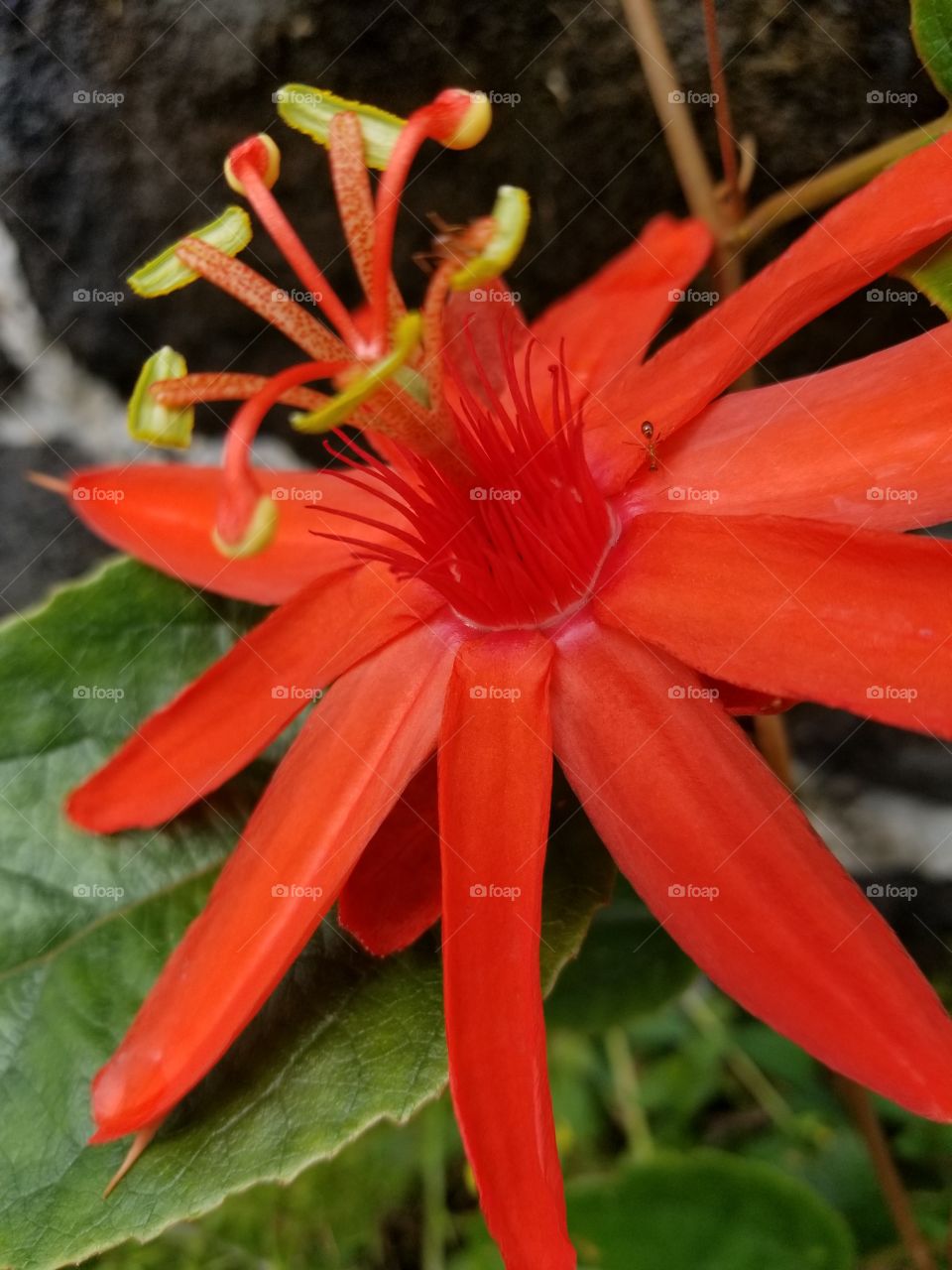 Fire red passion flower, big Island