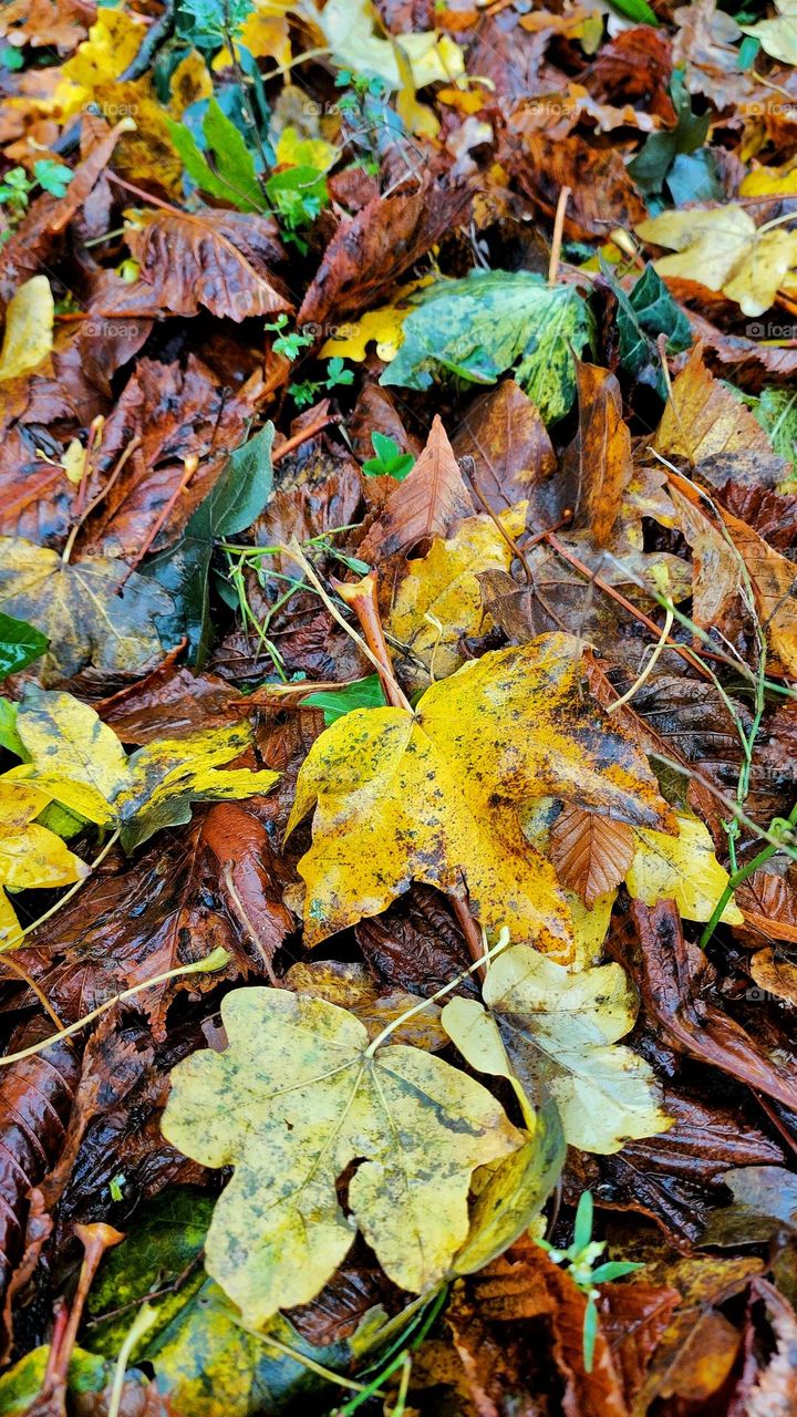 Colorful gorgeous autumn leaves