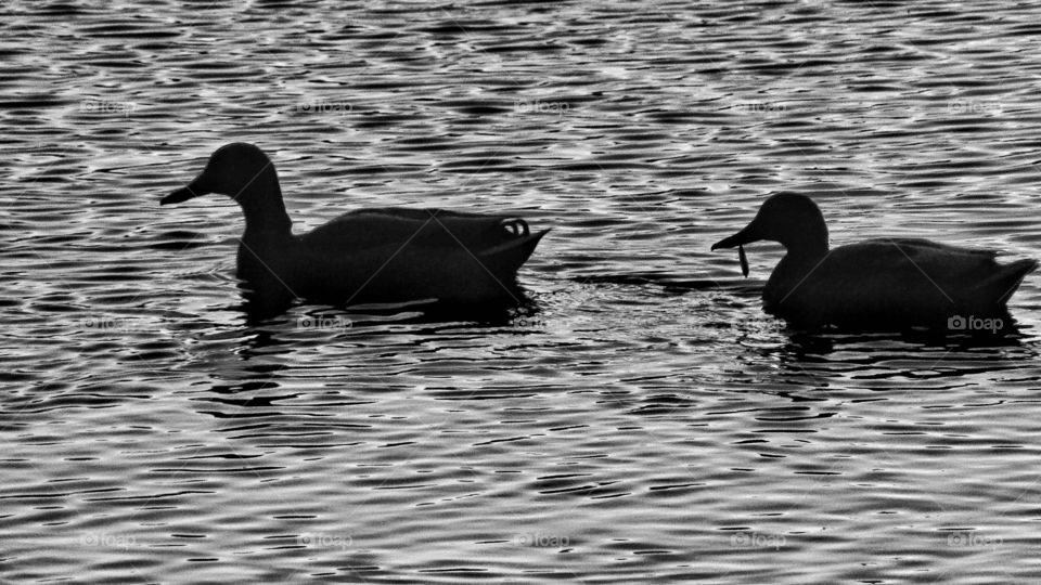 Ducks at Dusk