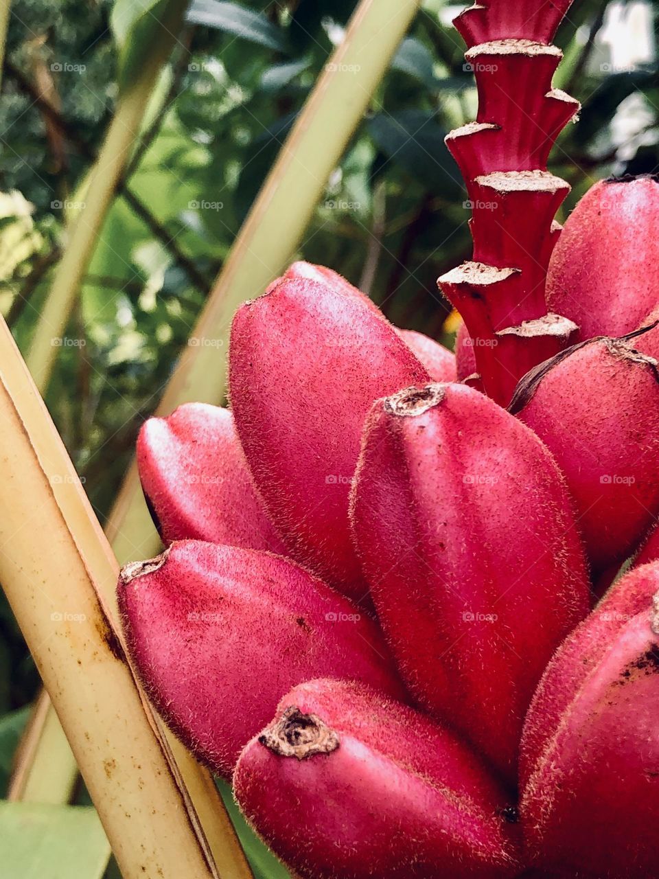 Colorful plantains closeup. Banana ripening plant in the garden.