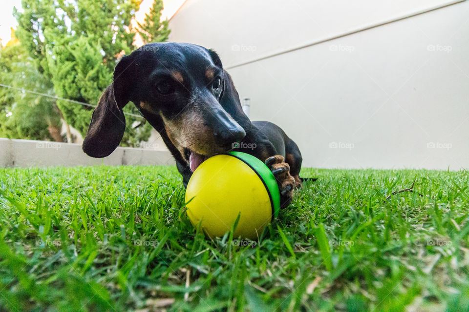 Dog playing