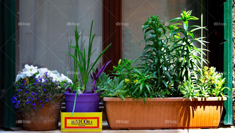 Window Flowers residents of Venice liven up their homes by putting colorful flowers out for them and passersby