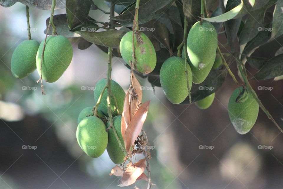 Bangladeshi food mangoes