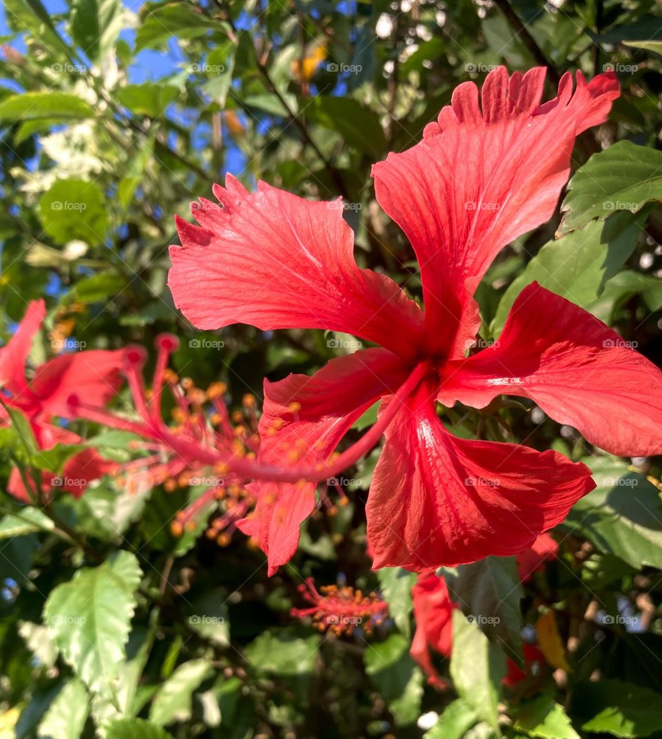 🌹 🇺🇸 Very beautiful flowers to brighten our day.  Live nature and its beauty. Did you like the delicate petals? / 🇧🇷 Flores muito bonitas para alegrar nosso dia. Viva a natureza e sua beleza. Gostaram das pétalas delicadas? 