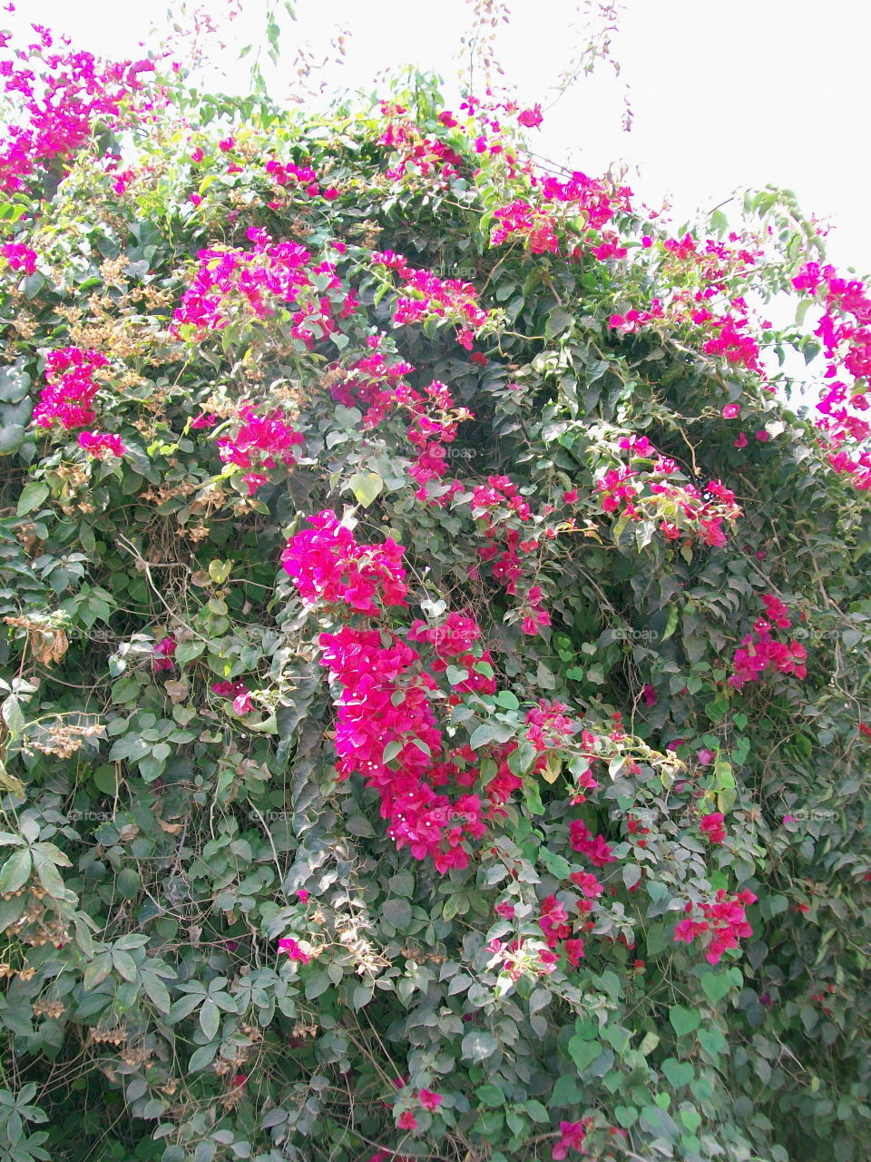 pink flowers during spring in india