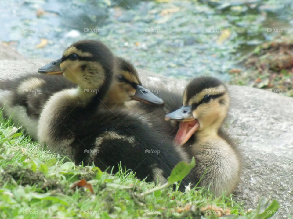 Ducklings