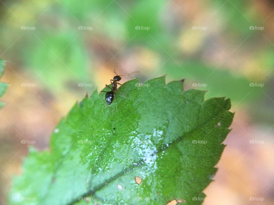 Ant on leaf 